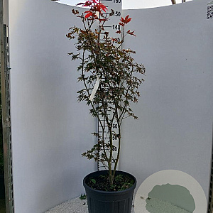 Acer pal. 'Atropurpureum' 100-125 cm 25L najaarspotting