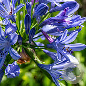 Agapanthus 'Intermedius' GM P9