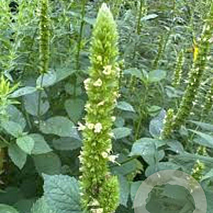 Agastache nepetoides GM P9