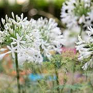 Agapanthus 'White Triumphator' GM P9