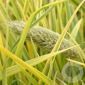 Alopecurus pra. 'Aureovariegatus' GM P9