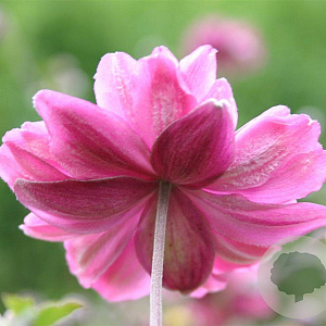 Anemone hyb. 'Pamina' GM P9