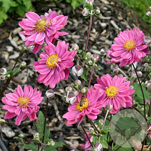Anemone hyb. 'Pamina' GM P9