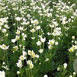 Anemone m. 'Major' GM P9