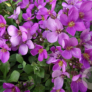 Arabis caucas. 'Pinkie' GM P9