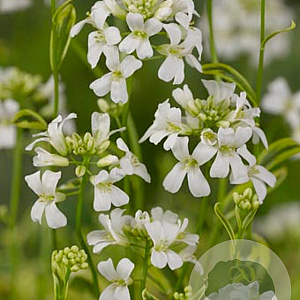 Arabis f.-c. 'Old Gold' GM P9