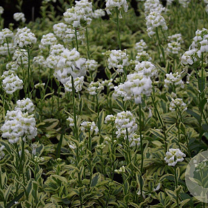 Arabis f.-c. 'Old Gold' GM P9