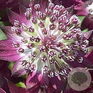 Astrantia maj. 'Star of Beauty' GM P9