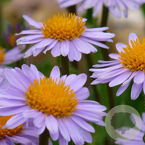 Aster tongolensis 'Napsbury' GM P9