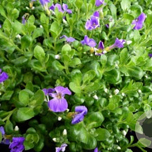 Aubrieta gr. 'Kitte' GM P9