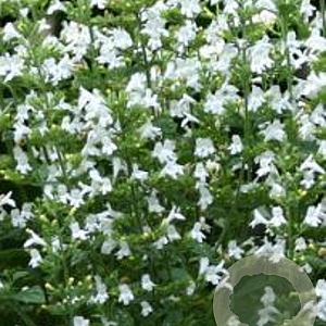 Calamintha n. 'Marvelette White' GM P9