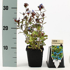 Ceratostigma plumbaginoides GM P9