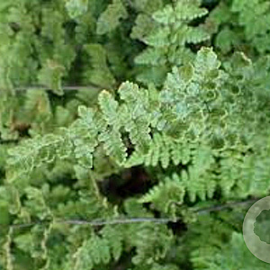 Cheilanthes lanosa GM P9