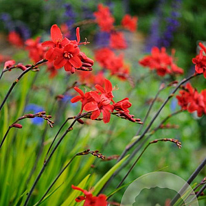 Crocosmia 'Hellfire' GM P9