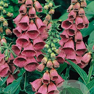 Digitalis 'Mertonensis' GM P9