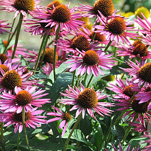 Echinacea p. 'Pica Bella' GM P9