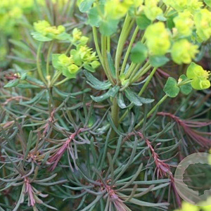 Euphorbia cyp. 'Clarice Howard' GM P9
