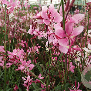 Gaura l. 'Blaze' GM P9