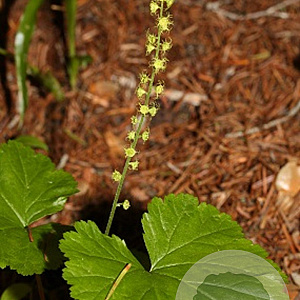 Mitella breweri GM P9