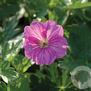 Geranium 'Blushing Turtle' GM P9