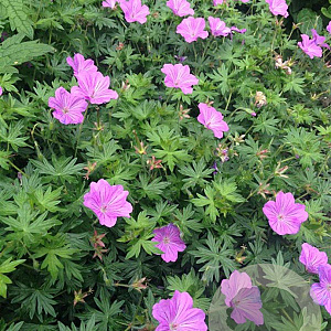 Geranium 'Blushing Turtle' GM P9