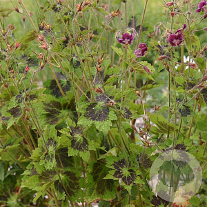 Geranium ph. 'Samobor' GM P9