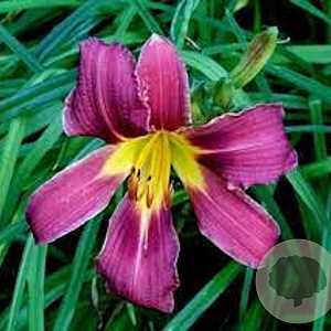Hemerocallis 'Purple Waters' GM P9