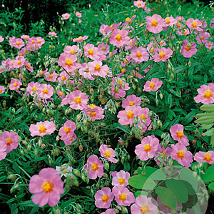 Helianthemum 'Rhodanthe Carneum' GM P9