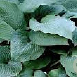 Hosta 'Blue Mammoth' GM P9