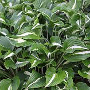Hosta 'Undulata Univittata' GM P9