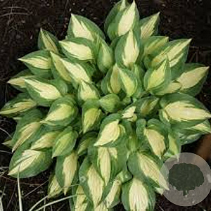 Hosta 'Xanadu' GM P9