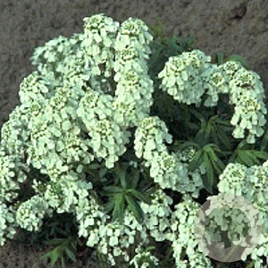 Iberis semp. 'Weisser Zwerg' GM P9