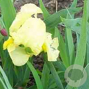 Iris (P) 'Brassie' GM P9