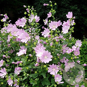 Lavatera thuringiaca GM P9