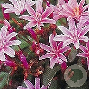 Lewisia 'Little Plum' GM P9