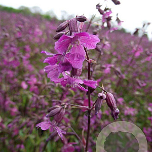 Lychnis viscaria 'Splendens' GM P9