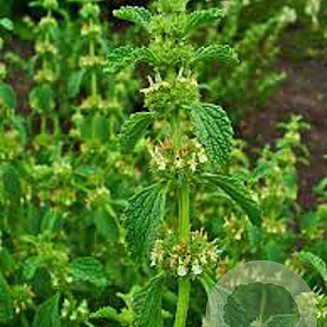 Marrubium vulgare GM P9
