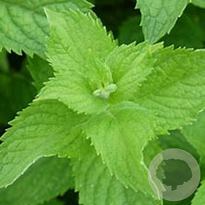 Mentha suaveolens 'Apfel' GM P9