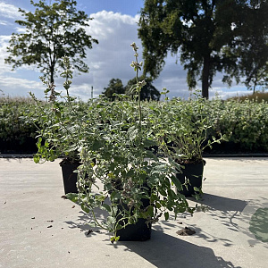 Nepeta racemosa 'Snowflake' GM P9