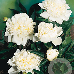 Paeonia (LD) 'Duchesse de Nemours' GM P9
