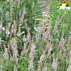 Persicaria a. 'JS Misty Morning' GM P9