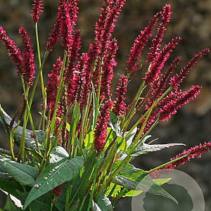 Persicaria a. 'Vesuvius' GM P9