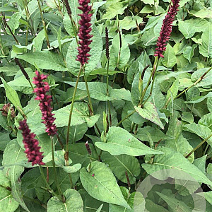 Persicaria a. 'Vesuvius' GM P9