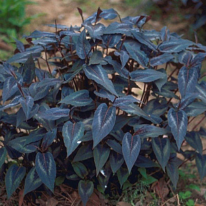 Persicaria micr. 'Red Dragon' GM P9