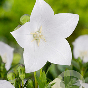 Platycodon grand. 'Astra White' GM P9