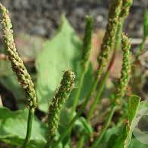Plantago major GM P9