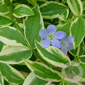 Polemonium r. 'Stairway to Heaven' GM P9
