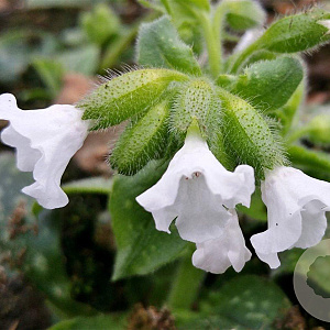 Pulmonaria 'Ice Ballet' GM P9