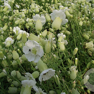 Silene u. 'Weisskehlchen' GM P9