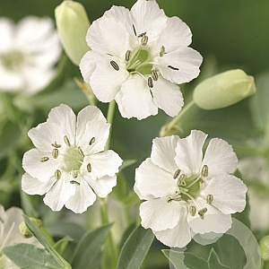 Silene u. 'Weisskehlchen' GM P9
